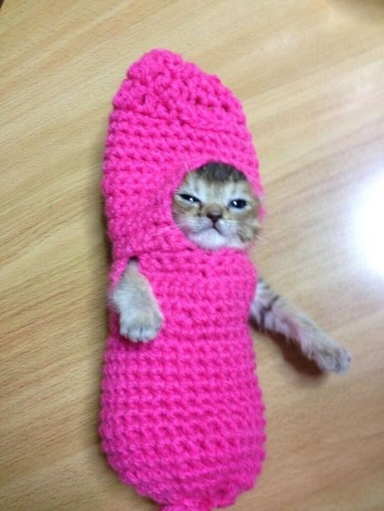 고양이와 와사비 이미지