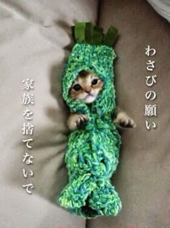 고양이와 와사비 이미지
