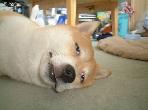 루 이미지
