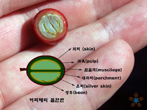 커피체리 이미지