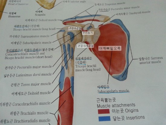 [사람해부학]2-4뼈대계통 : 네이버 블로그