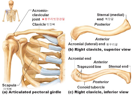 [사람해부학]2-4뼈대계통 : 네이버 블로그