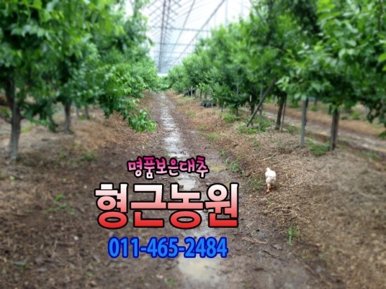 형근농원 이미지