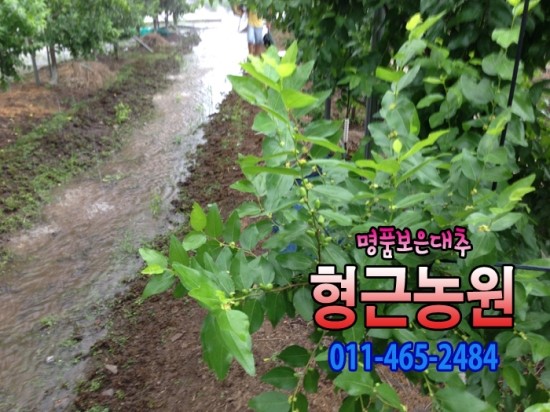 형근농원 이미지
