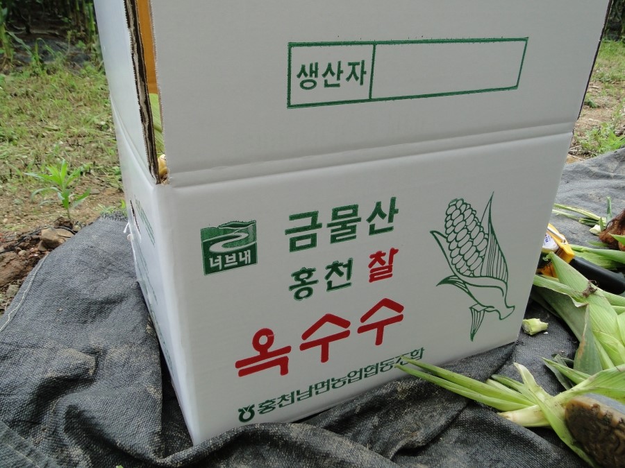 남면옥수수 이미지