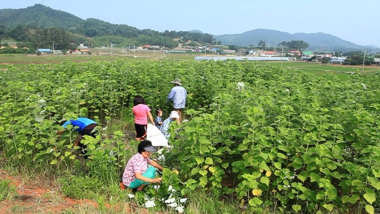 한산모시잎칼국수 이미지