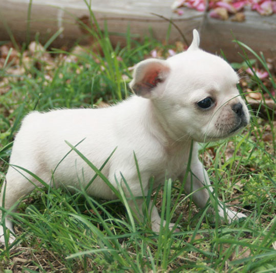 불독(bulldog) 이미지