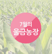 임실참울금 진성농장 이미지