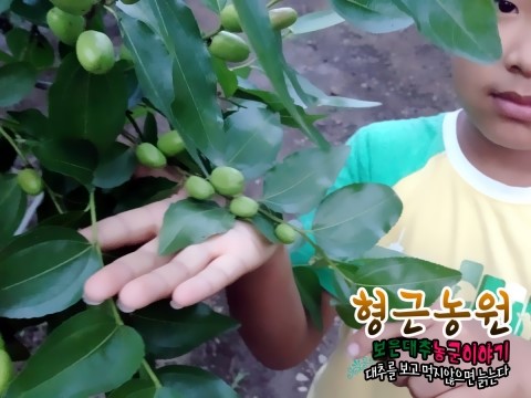 형근농원 이미지