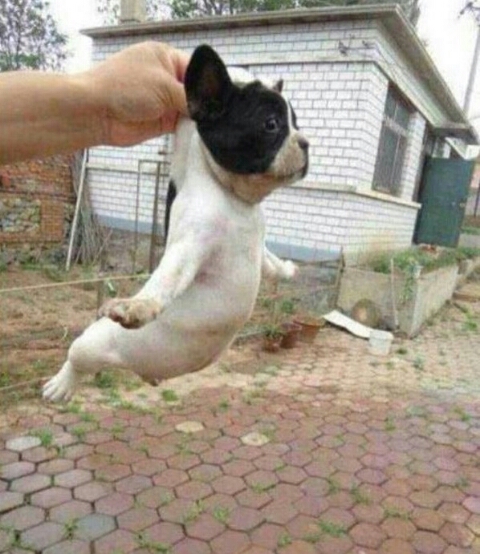 솜씨만두 이미지