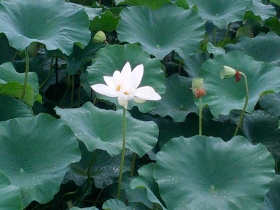 연꽃농원 이미지