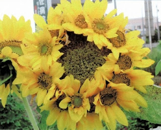 해바라기농산 이미지