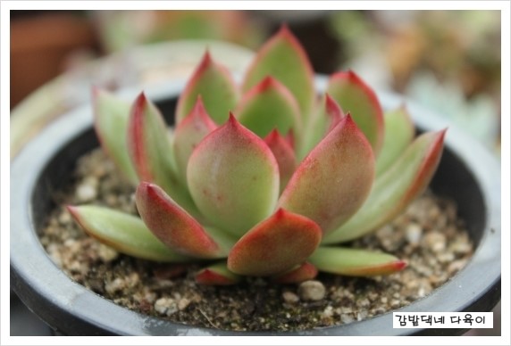 매화다육 이미지