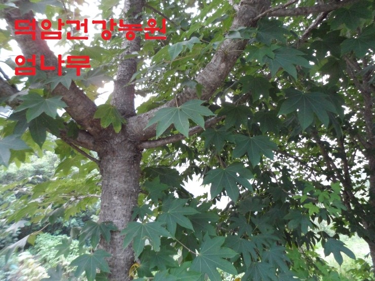 엄나무보쌈 이미지