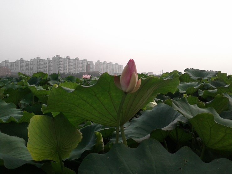 연바다 이미지