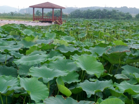 연꽃농원 이미지