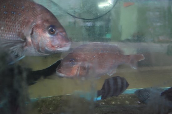 수산신발 이미지