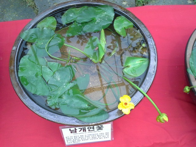 연향기가 이미지