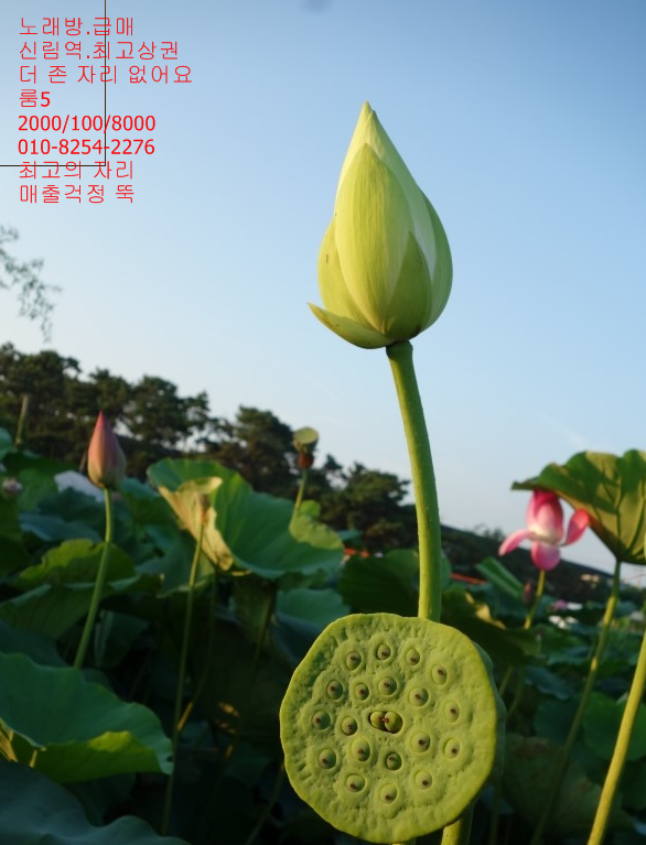 신림노래빠 이미지