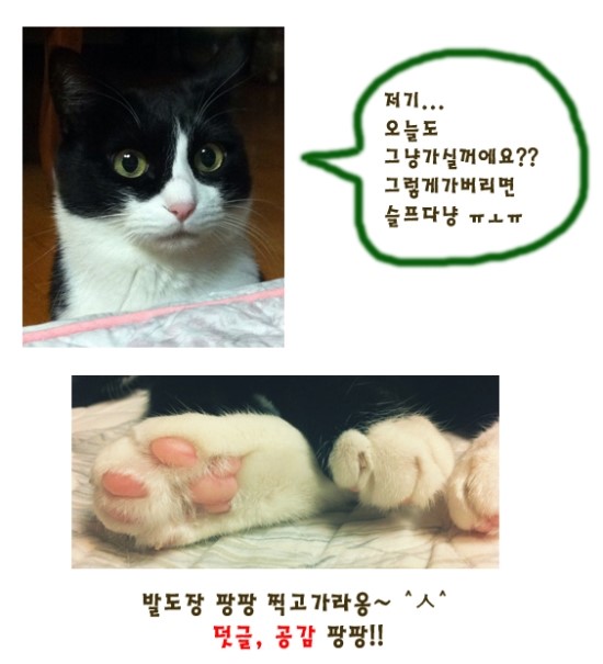 코스트코코몰 이미지