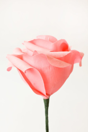 페이퍼로즈 이미지