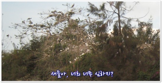 둥지카센타 이미지