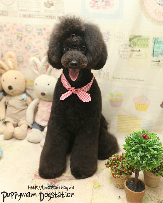 담시온 이미지