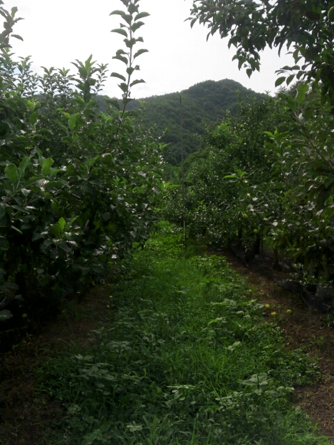 더과일상회 이미지