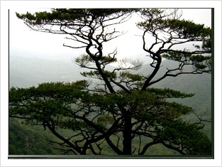 다목차와나무 이미지