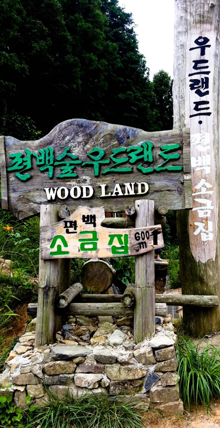 Pine Tree Forest Woodland