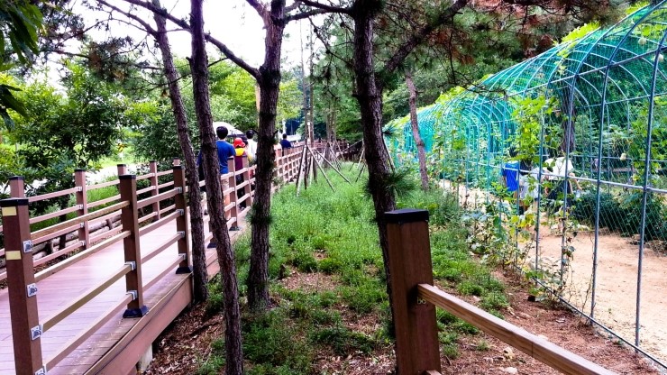 Pine Tree Forest Woodland