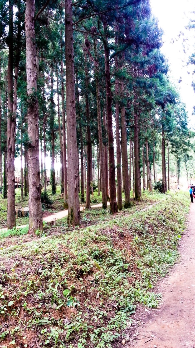 Pine Tree Forest Woodland