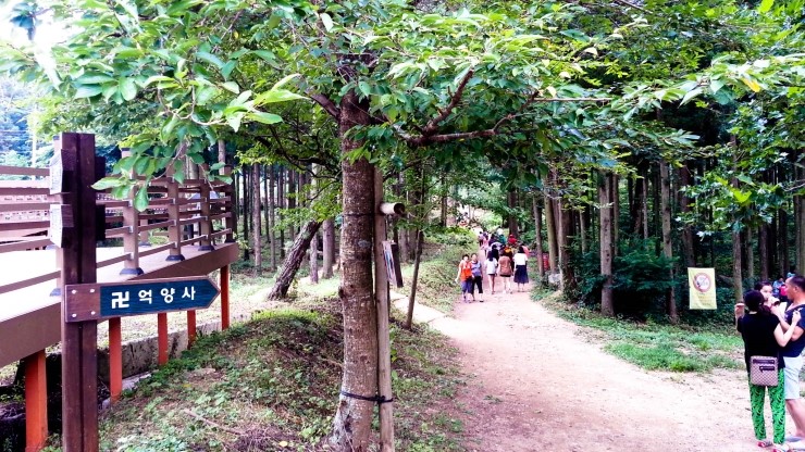Pine Tree Forest Woodland