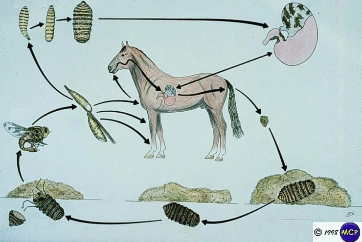 구더기파리: 말파리 Gasterophilus spp. - 2 - 유충 및 기생단계 : 네이버 블로그