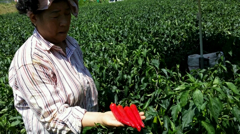 더밤농산 이미지