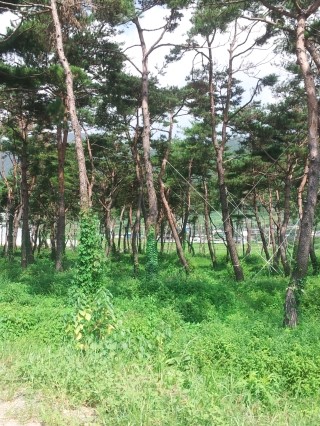 존제산하느제캠핑장 이미지