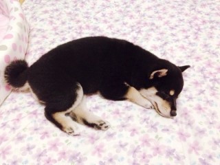 시바직구 이미지