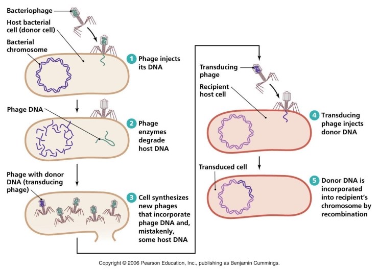 [meet 생물] 형질전환(transfomration), 형질도입(transduction), 접합(conjugation ...