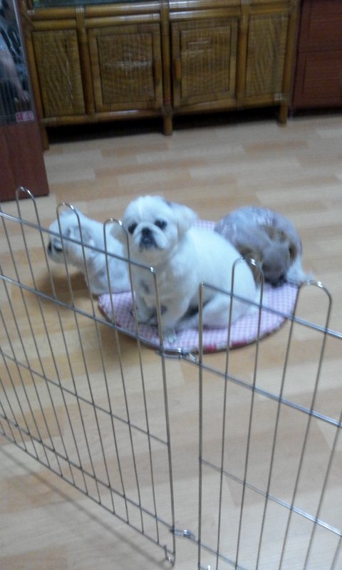 콩이 이미지