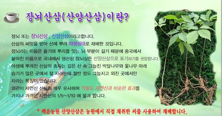 장뇌삼, 산양산삼추천 : 장뇌삼 먹는방법, 주의사항 : 네이버 블로그