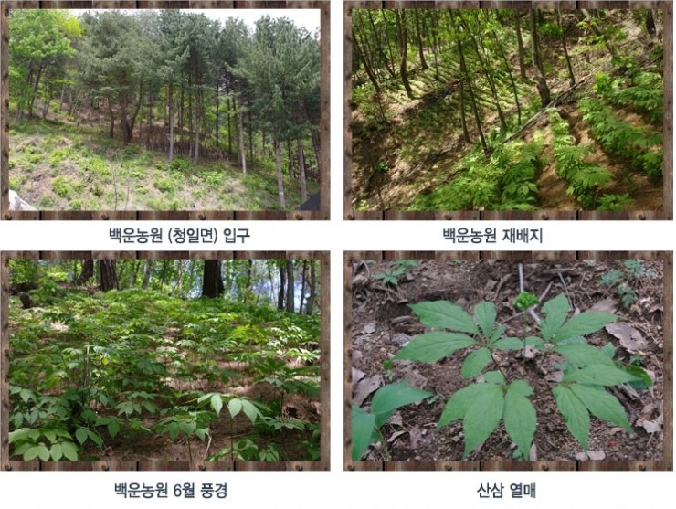 강원백운산삼농원 이미지