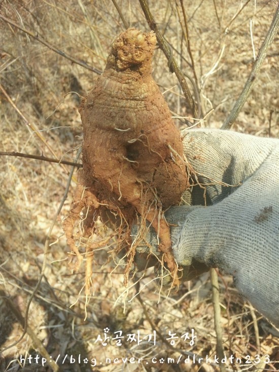 더덕 / 더덕 성분 및 효능 : 네이버 블로그