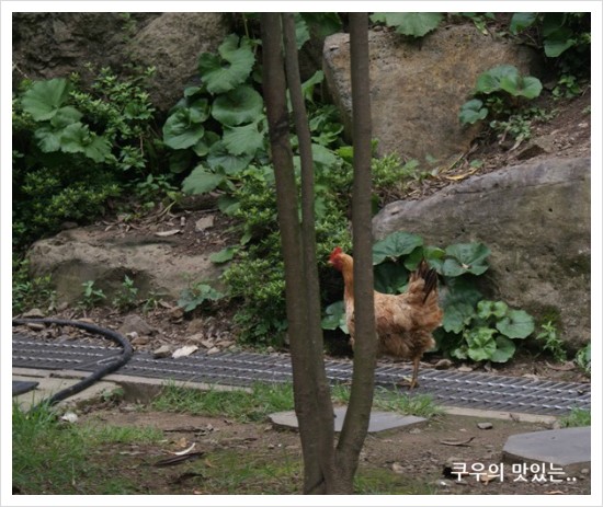 돌하르방국수 이미지