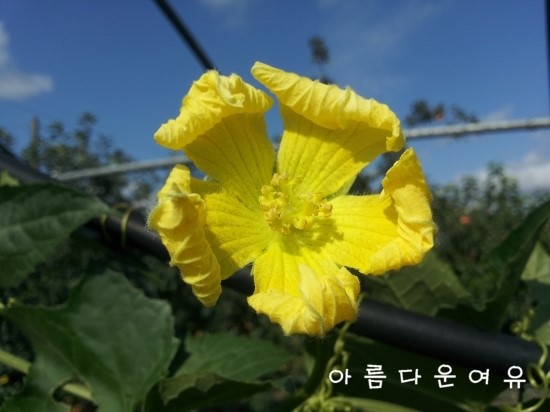 박꽃화장품 이미지