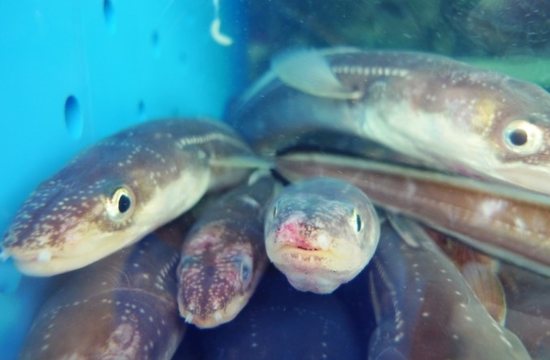 강애수장어구이 이미지