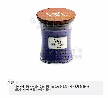 캔들나무 이미지