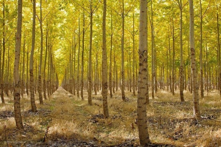 포플러(poplar) 이미지