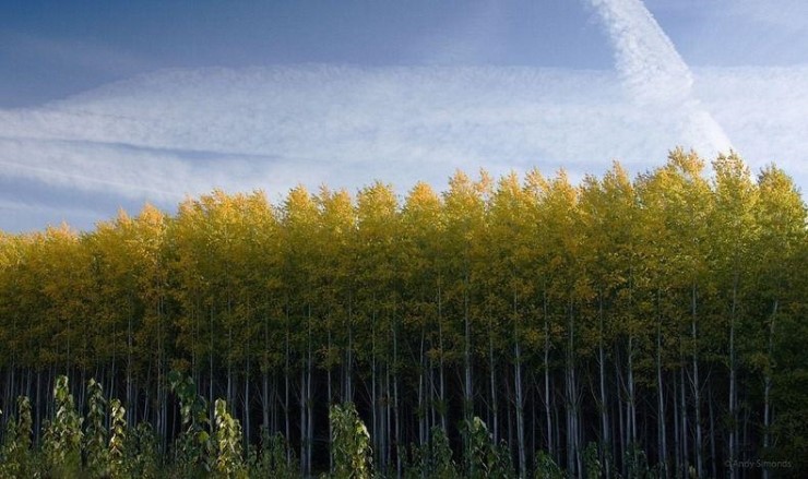 포플러(poplar) 이미지