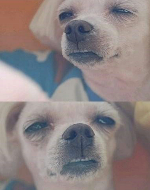 솔밭삼겹살 이미지