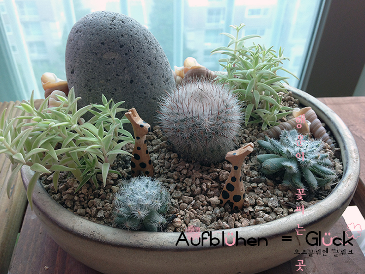 기린아쿠아 이미지